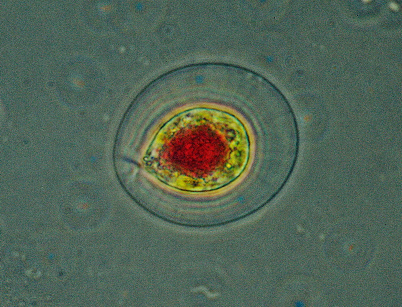 comune microrganismo,  un'' alga verde?